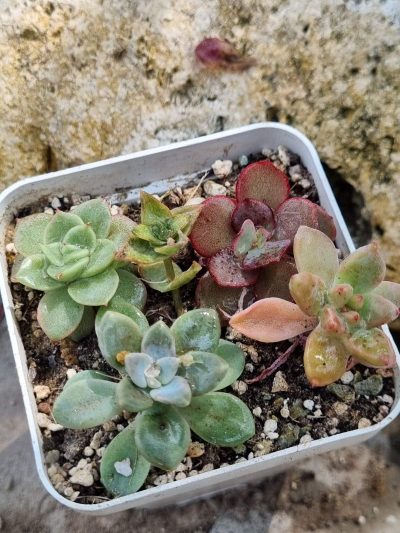 Набір сукулентів (Echeveria)