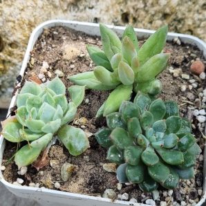 Набір сукулентів (Echeveria)