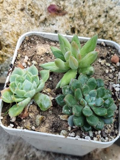 Набір сукулентів (Echeveria)