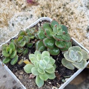 Набір сукулентів (Echeveria)