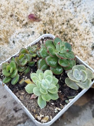 Набір сукулентів (Echeveria)