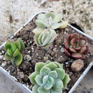 Набір сукулентів (Echeveria)