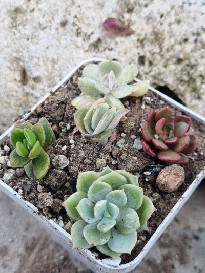 Набір сукулентів (Echeveria)