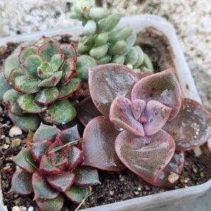 Набір сукулентів (Echeveria)