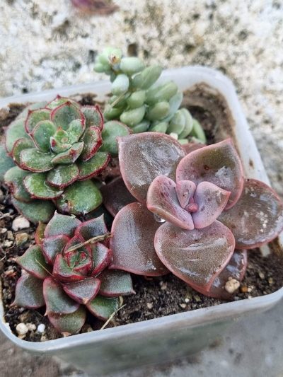 Набір сукулентів (Echeveria)