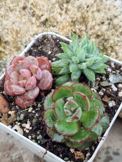 Набір сукулентів (Echeveria)