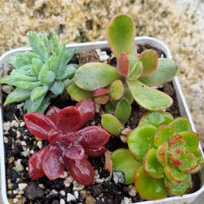 Набір сукулентів (Echeveria)