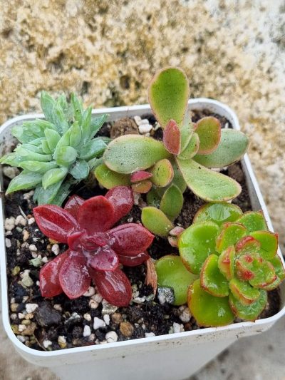 Набір сукулентів (Echeveria)
