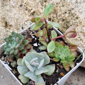 Набір сукулентів (Echeveria)