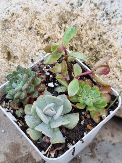 Набір сукулентів (Echeveria)