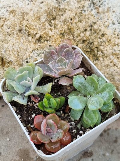 Набір сукулентів (Echeveria)