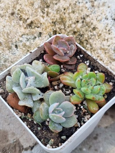 Набір сукулентів (Echeveria)