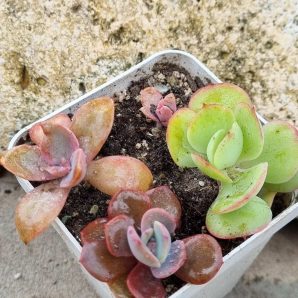 Набір сукулентів (Echeveria)