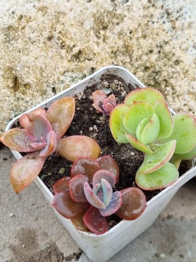 Набір сукулентів (Echeveria)