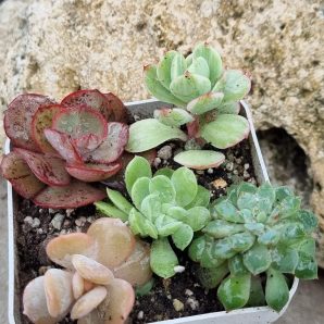 Набір сукулентів (Echeveria)