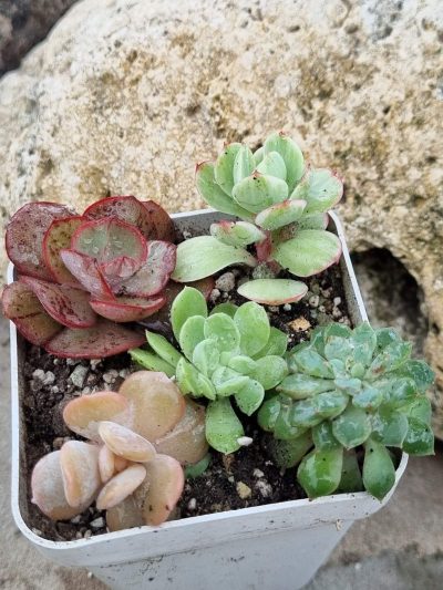 Набір сукулентів (Echeveria)