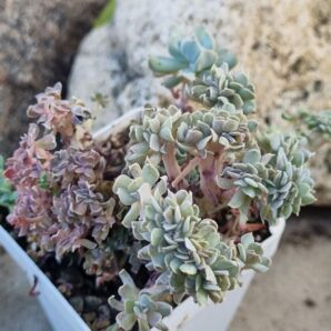 Echeveria Spider f cristata