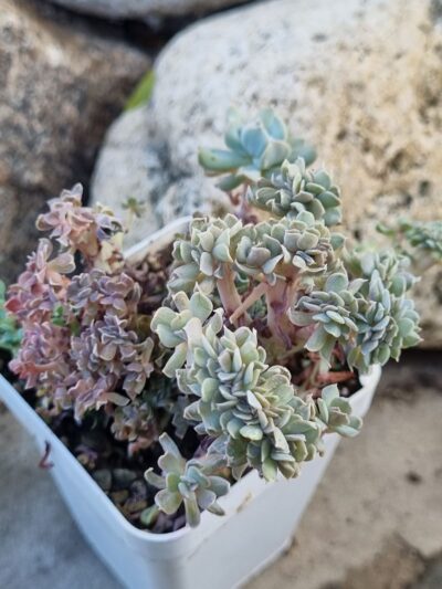 Echeveria Spider f cristata