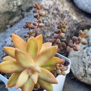 Sedum Nussbaumerianum+Sedum Stahlii