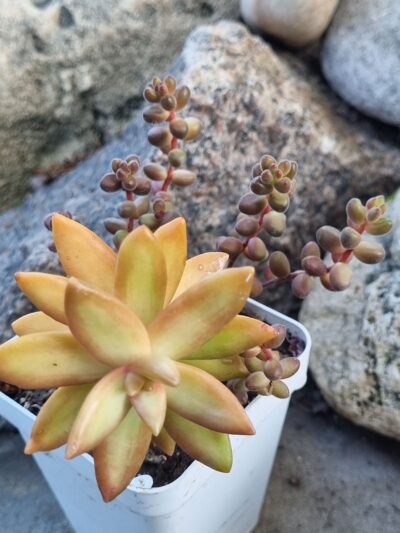 Sedum Nussbaumerianum+Sedum Stahlii