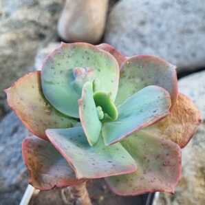 Echeveria Paul Bunyan