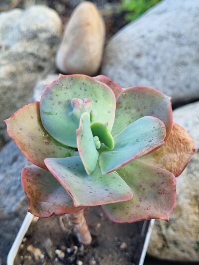 Echeveria Paul Bunyan