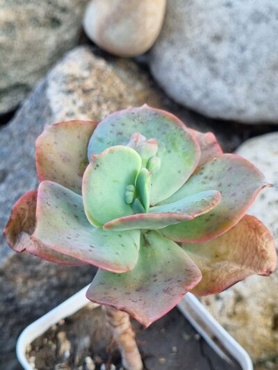 Echeveria Paul Bunyan - Зображення 2