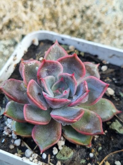 Echeveria Orion hybrid