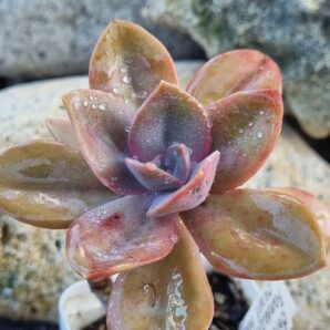 Echeveria Fantasia Carol