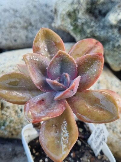 Echeveria Fantasia Carol