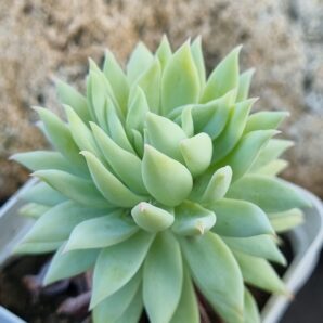 Echeveria Fanfara
