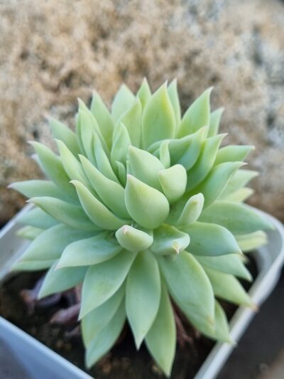 Echeveria Fanfara