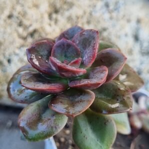 Echeveria Chroma