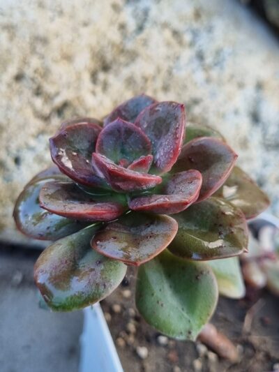 Echeveria Chroma