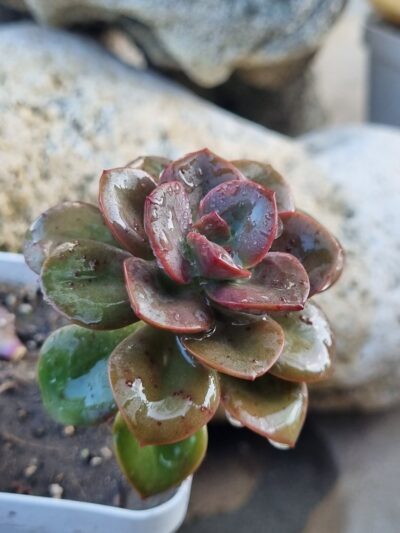 Echeveria Chroma - Зображення 2