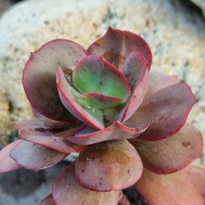 Echeveria Suyon