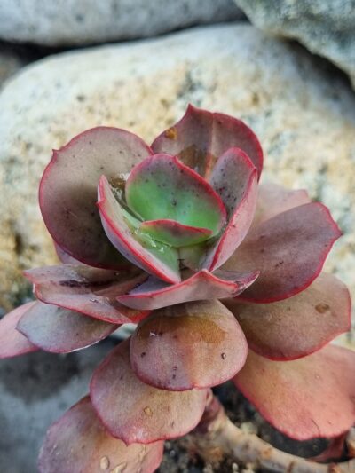 Echeveria Suyon