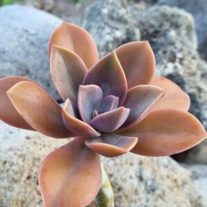 Echeveria Metallica var