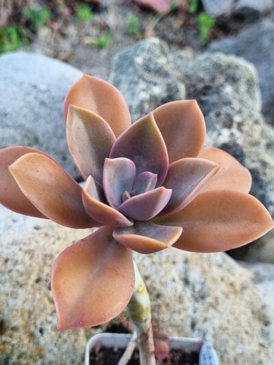 Echeveria Metallica var