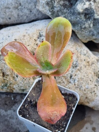 Echeveria Gibbiflora Mexico DF