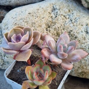 Набір сукулентів (Echeveria)