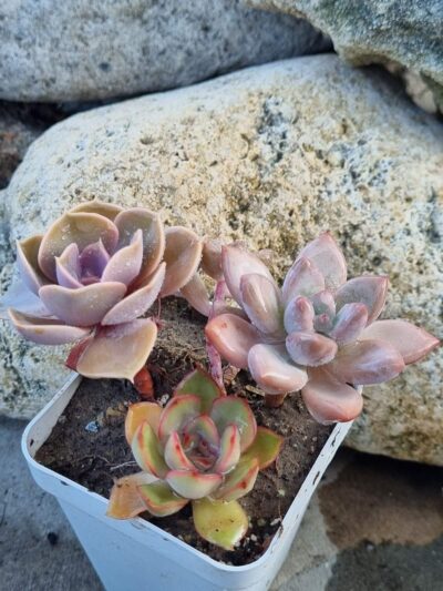 Набір сукулентів (Echeveria)