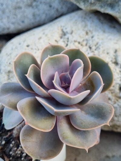 Echeveria Perle von Nurnberg
