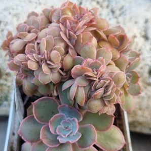 Echeveria Florence cristata