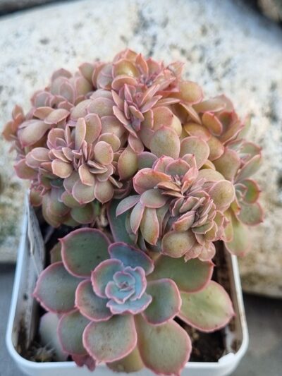 Echeveria Florence cristata
