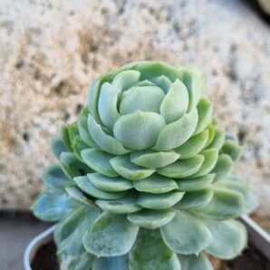 Echeveria Snow Ball