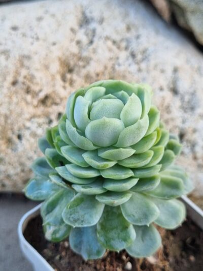 Echeveria Snow Ball