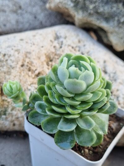 Echeveria Snow Ball - Зображення 2