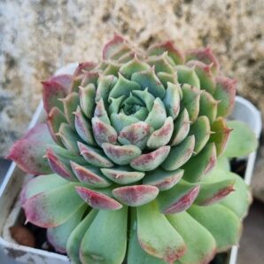 Echeveria Red Hole