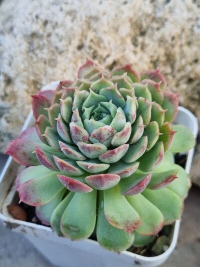 Echeveria Red Hole